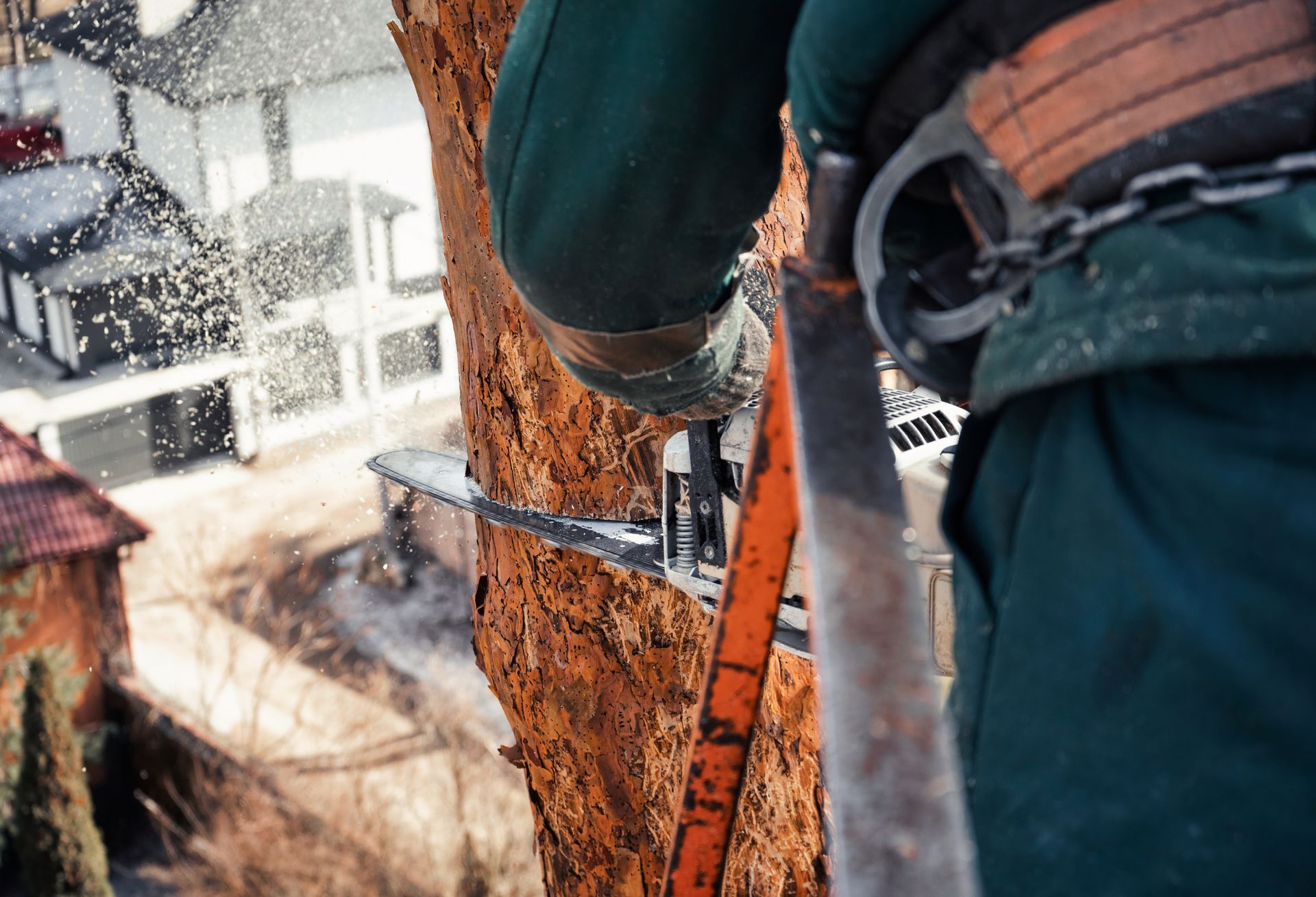 An arborist cuts the trunk of an emergency tree with a chainsaw at a great height.