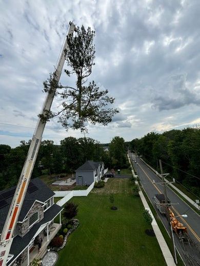 Utility worker in orange safety gear trimming a tree from a bucket truck