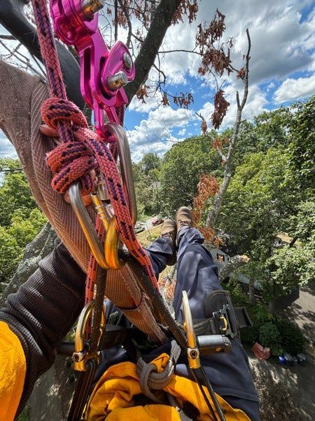 Arborist using an orange chainsaw to cut a large tree trunk near ivy-covered bark