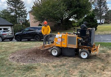 Orange stump grinder cutting a tree stump, spraying wood chips in a muddy outdoor work area