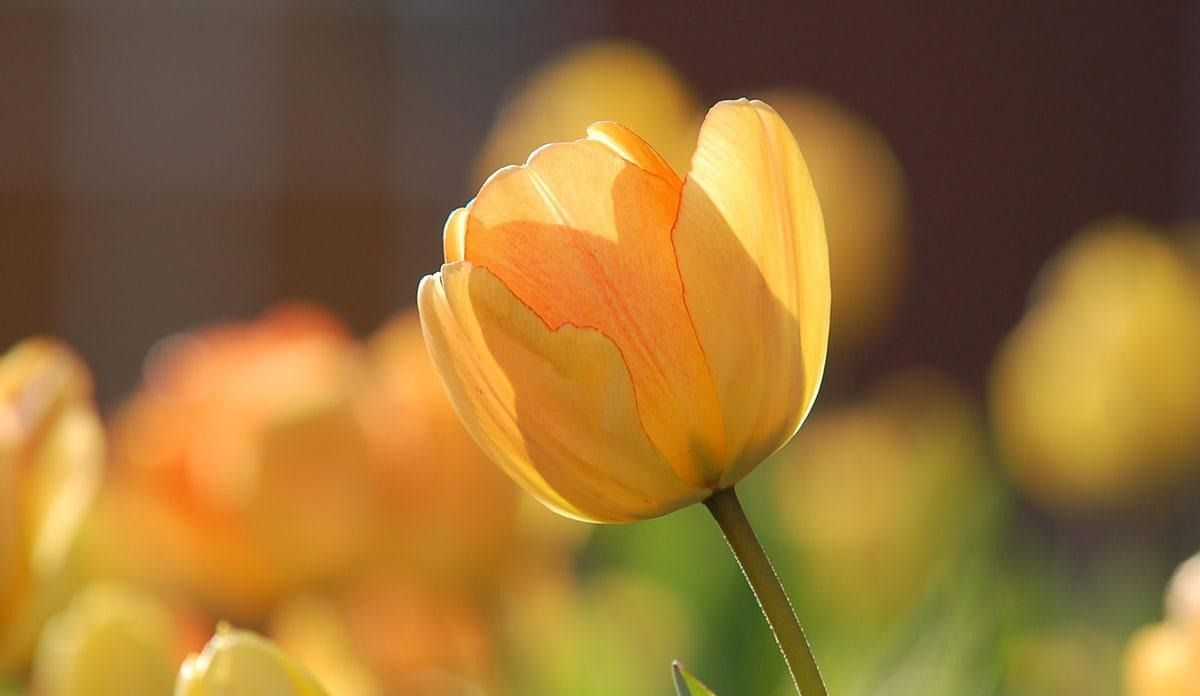 A close-up of a soft yellow tulip bloom bathed in warm sunlight, with a blurred field of more tulips in the background.