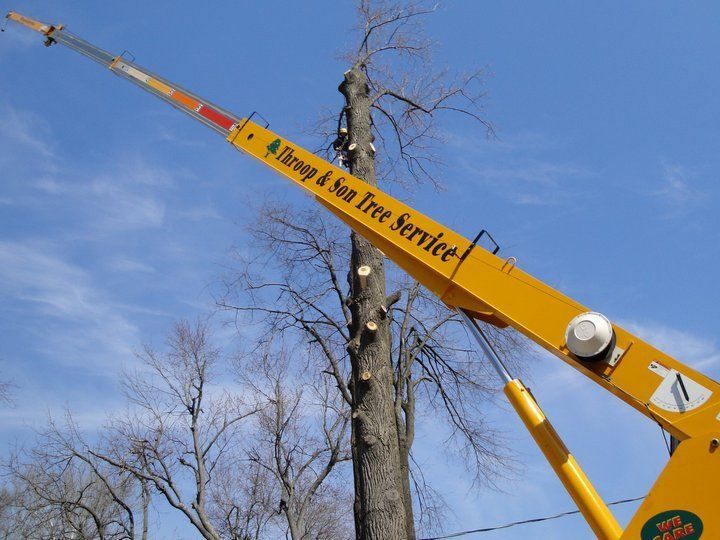 A tree being removed by a group and sun tree service