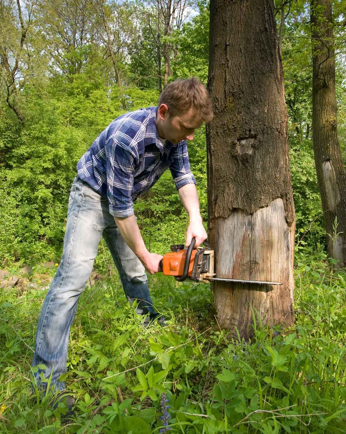A man wearing a blue flannel shirt cuts a dead tree with an electrical saw, in the forest.