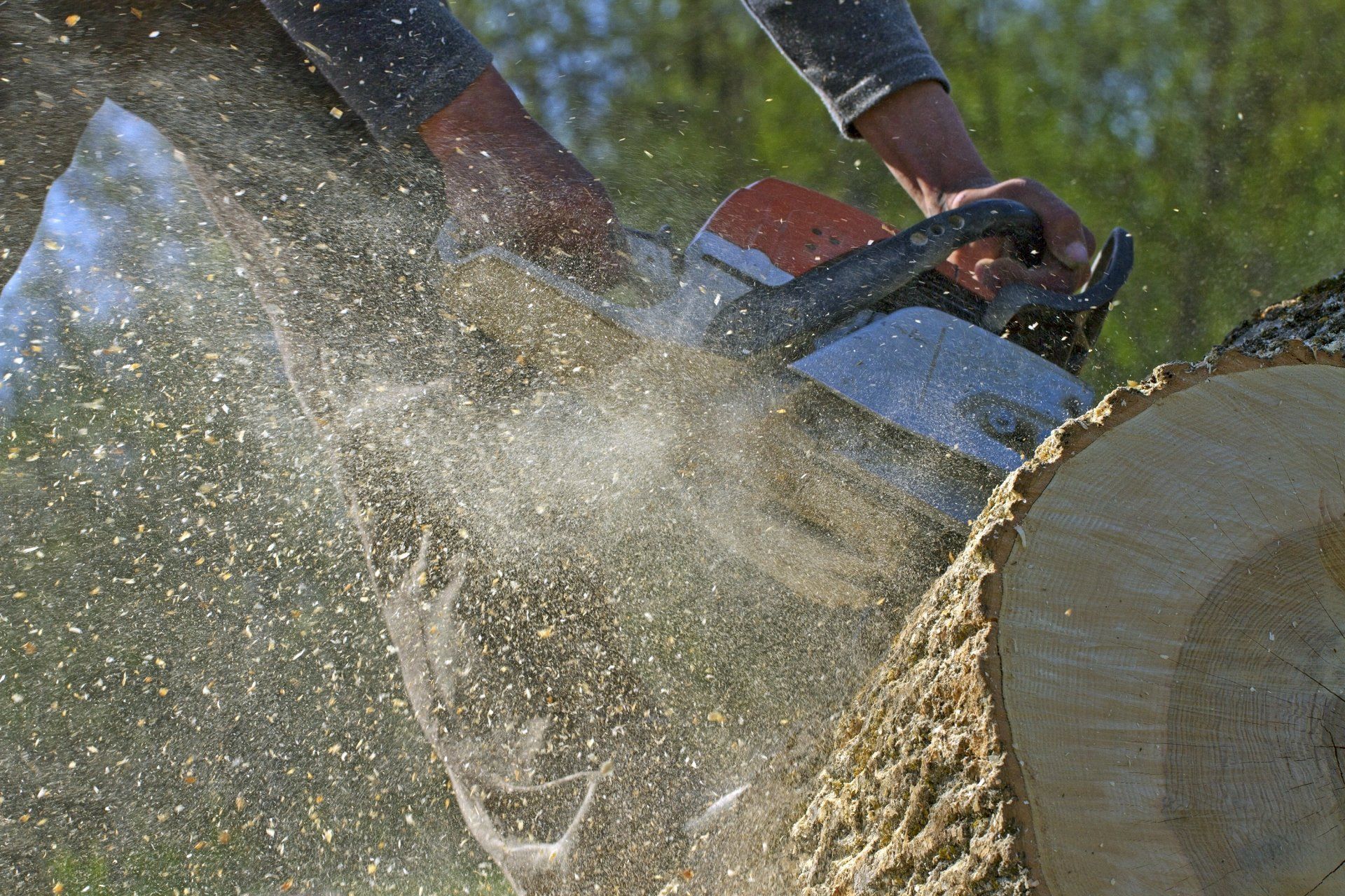 A man is cutting a tree with a chainsaw.