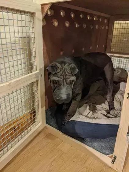 A shar pei dog in a wooden crate