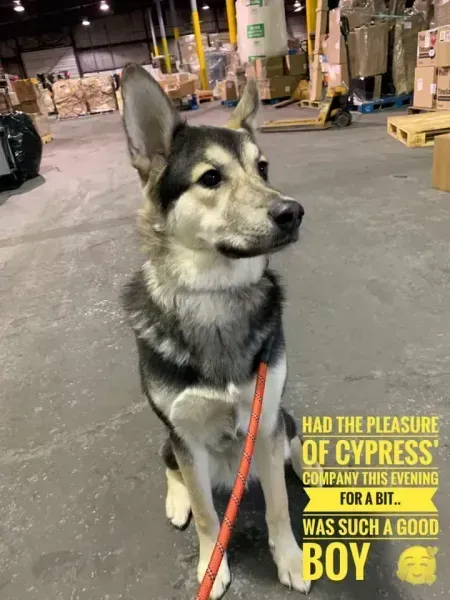 Dog sits in a warehouse with a red leash