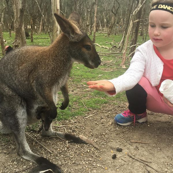 Girl feeding a kangaroo with a joey in its pouch