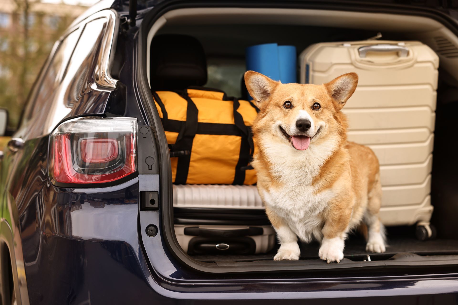Corgi dog sits in the open trunk
