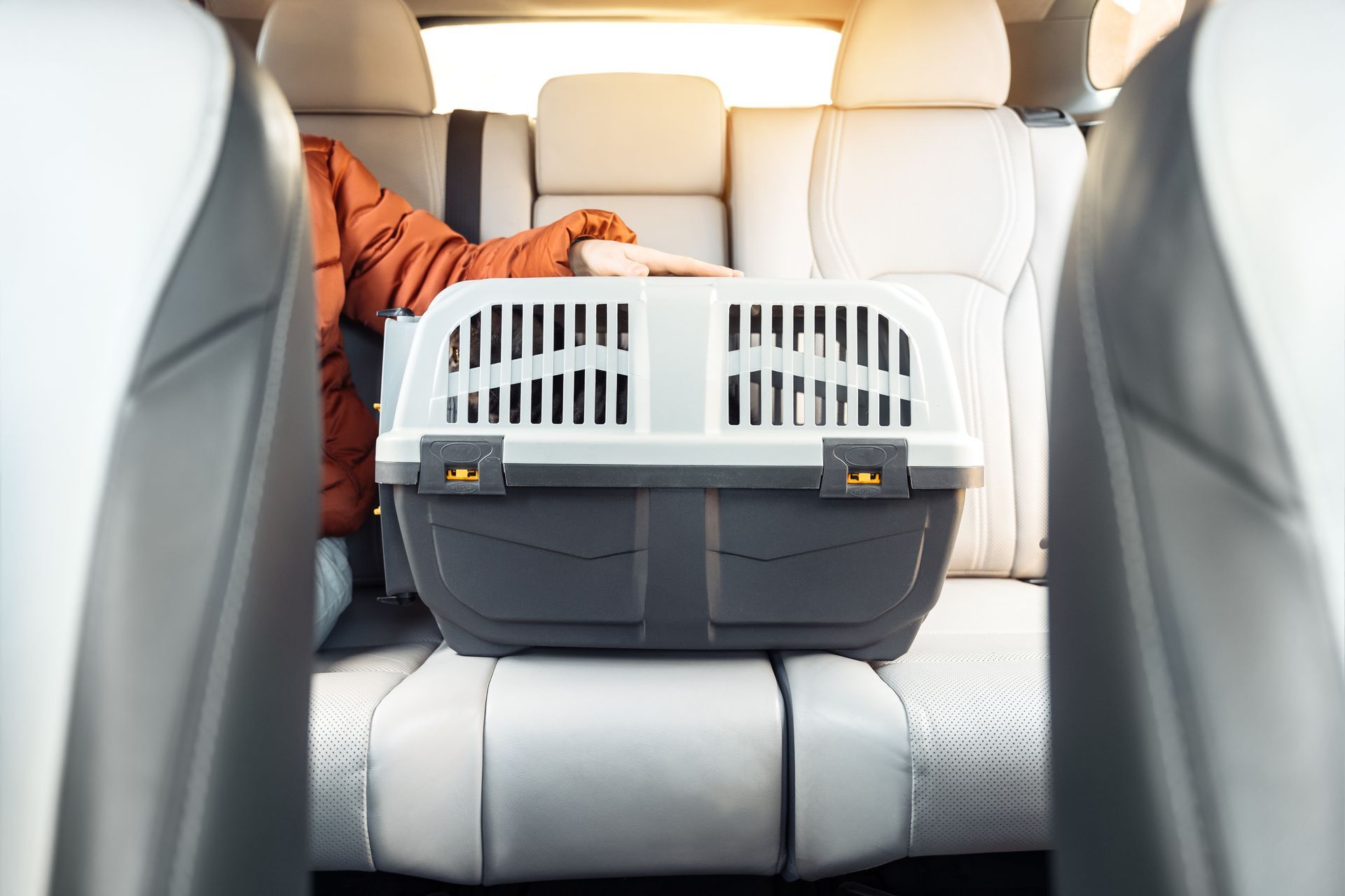 Pet carrier in a car backseat, with a person's hand resting on top.