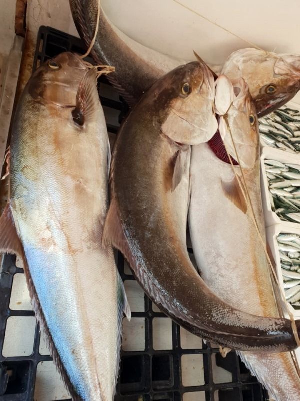 ingrosso di pesce