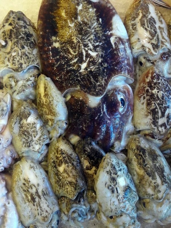 ingrosso di pesce