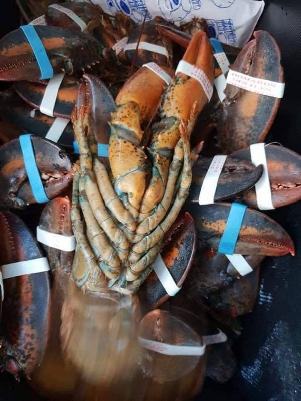 ingrosso di pesce