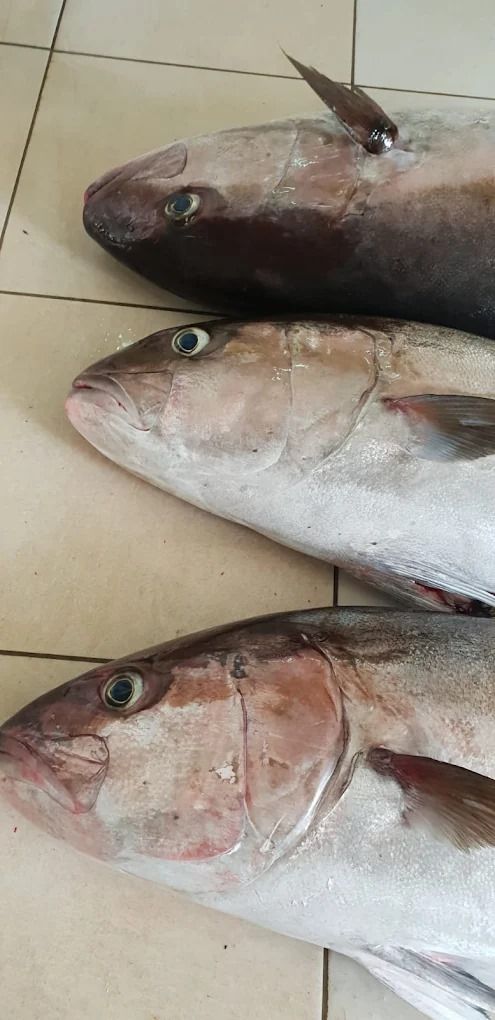 ingrosso di pesce