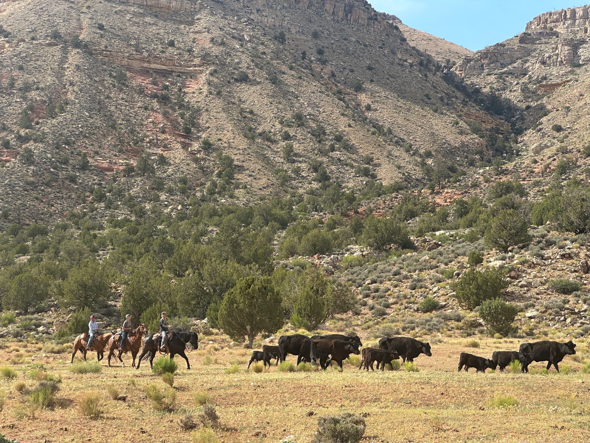 Horses and cows grazing in a dry mountain valley with rocky hills and scattered trees.