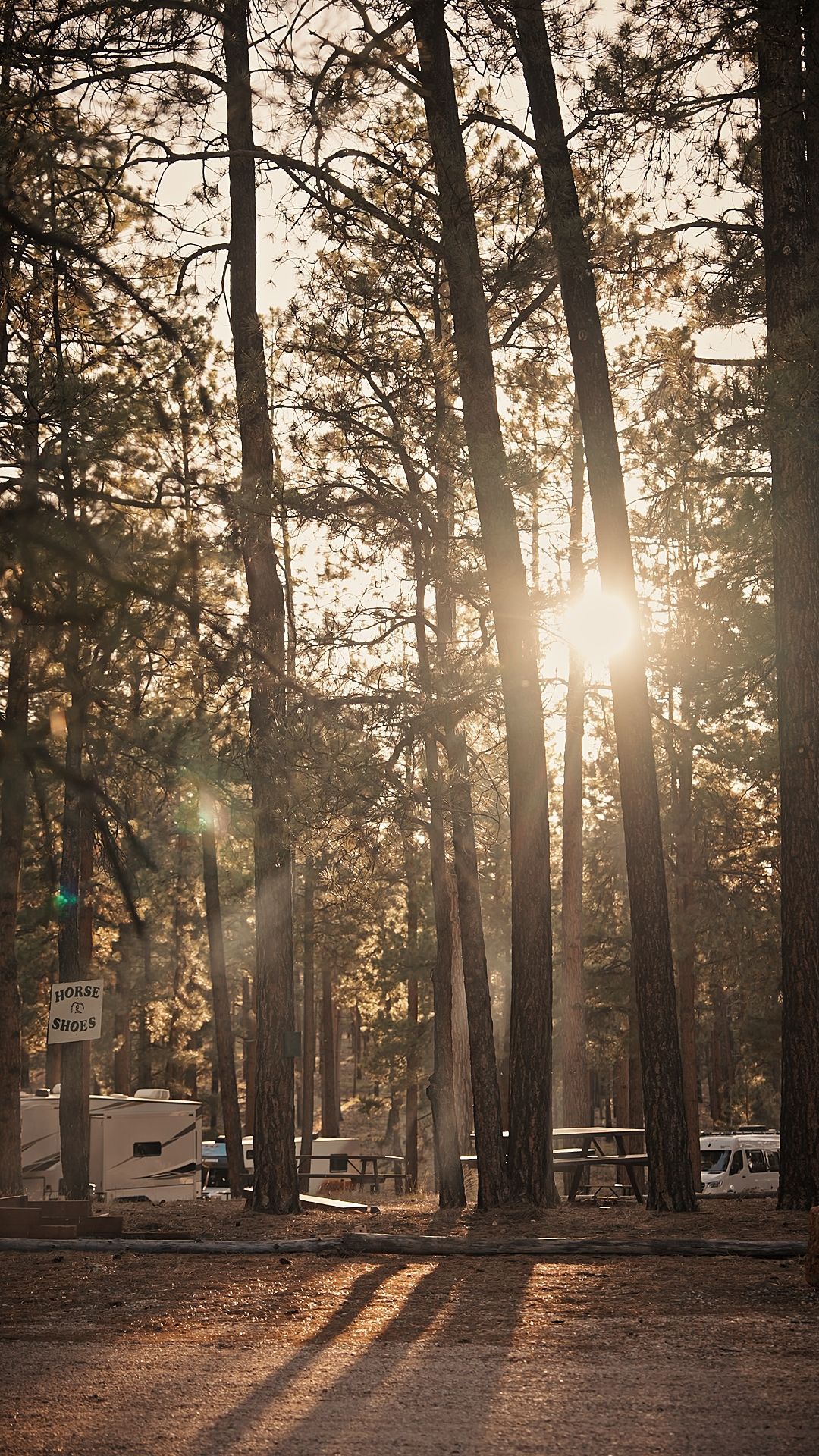 Sunlit forest with tall trees casting long shadows over a quiet dirt path and picnic tables