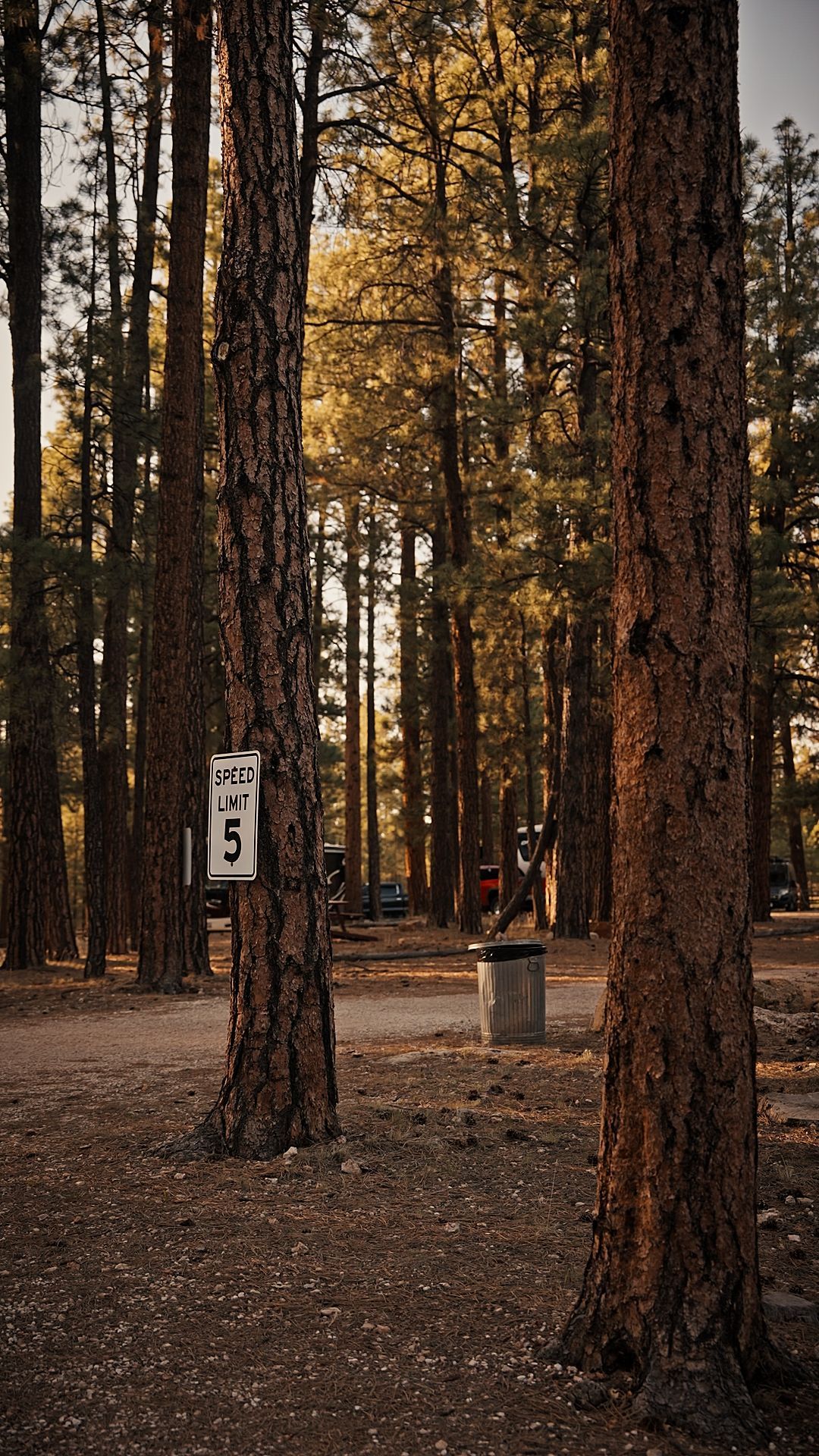 Tall pine trees in a forest clearing with a small sign and trash bin on the ground.