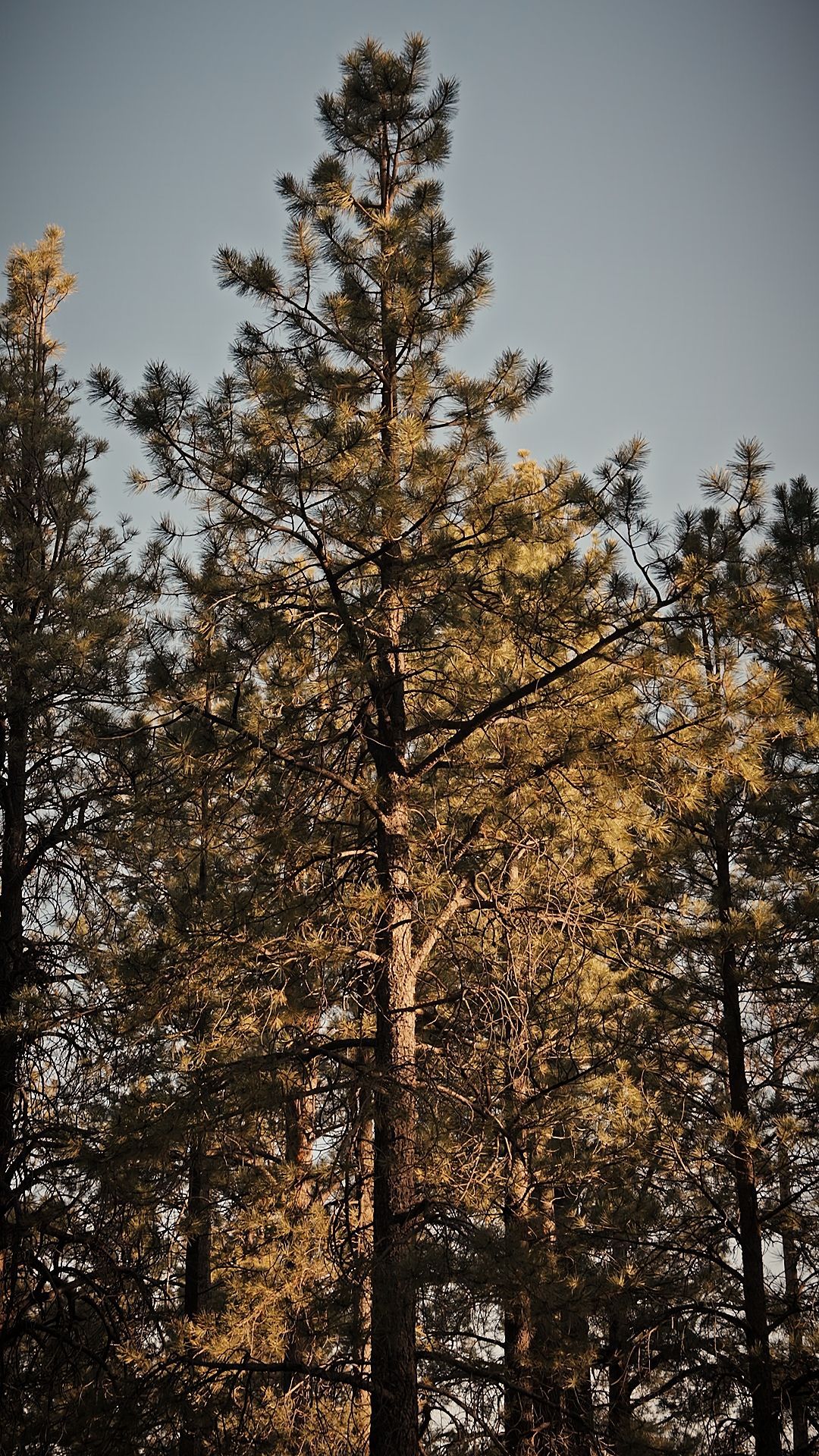 Tall pine trees lit by warm sunlight against a clear blue sky