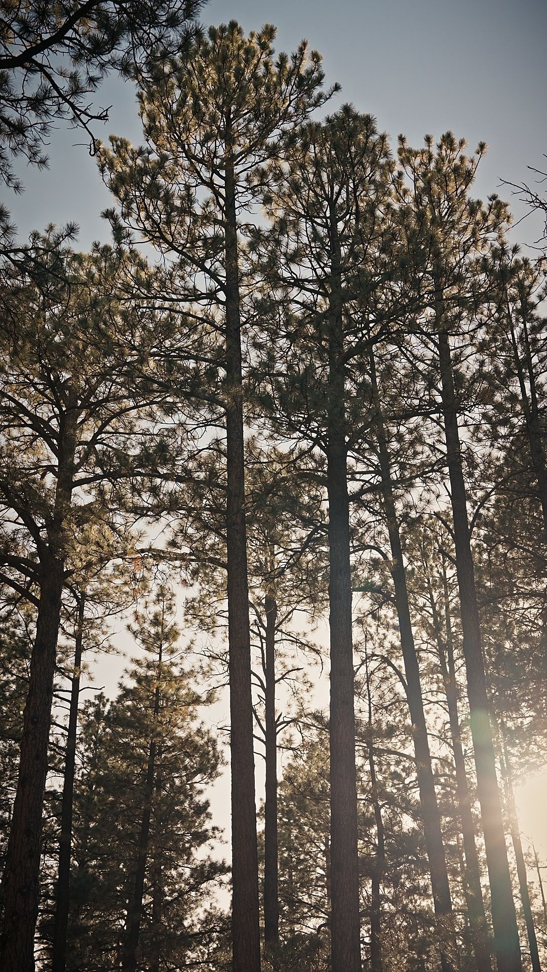 Tall pine trees silhouetted against a bright sky at sunset, with sunlight streaming through the forest.