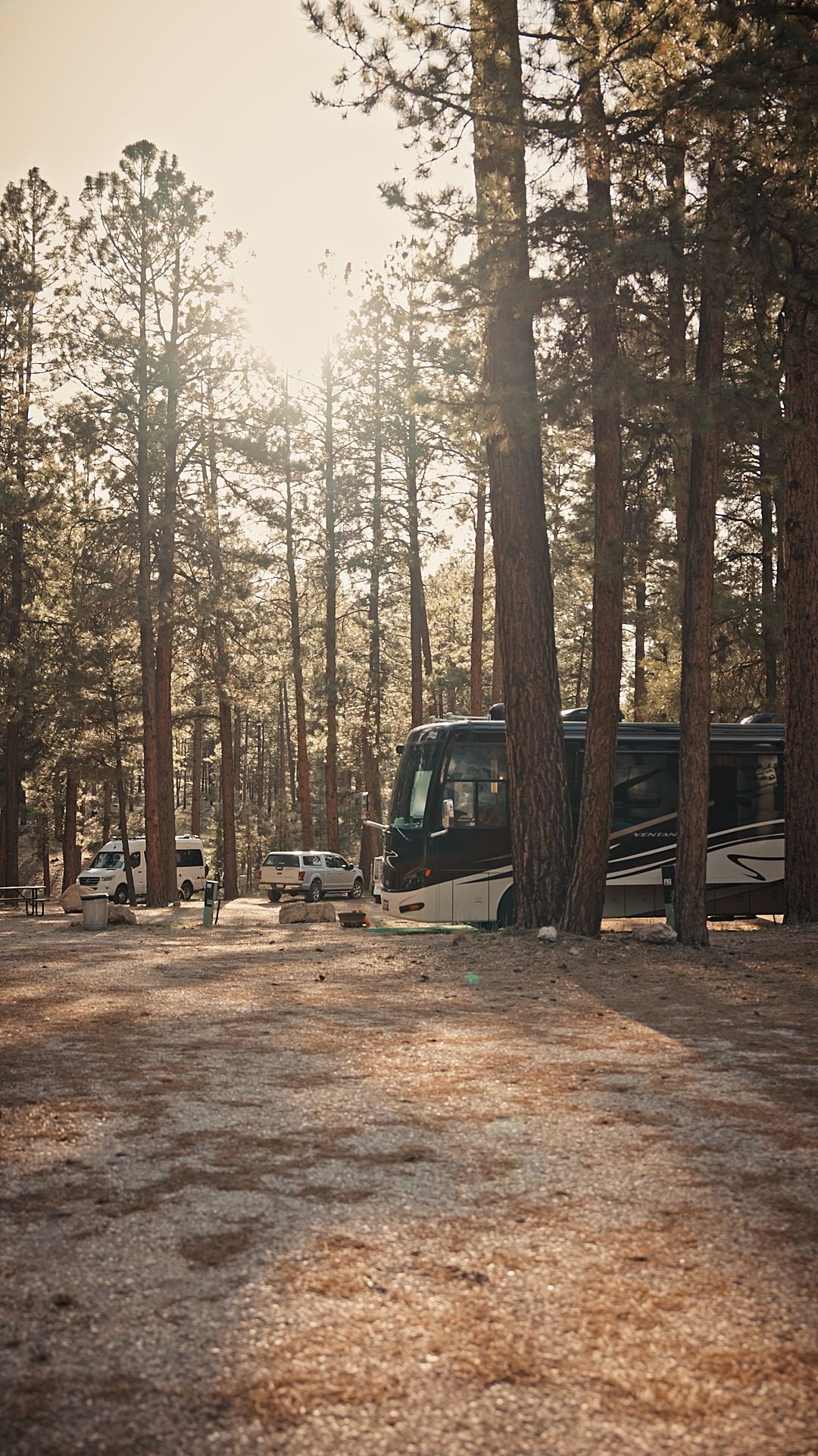 Sunlit forest campsite with a parked RV among tall pine trees