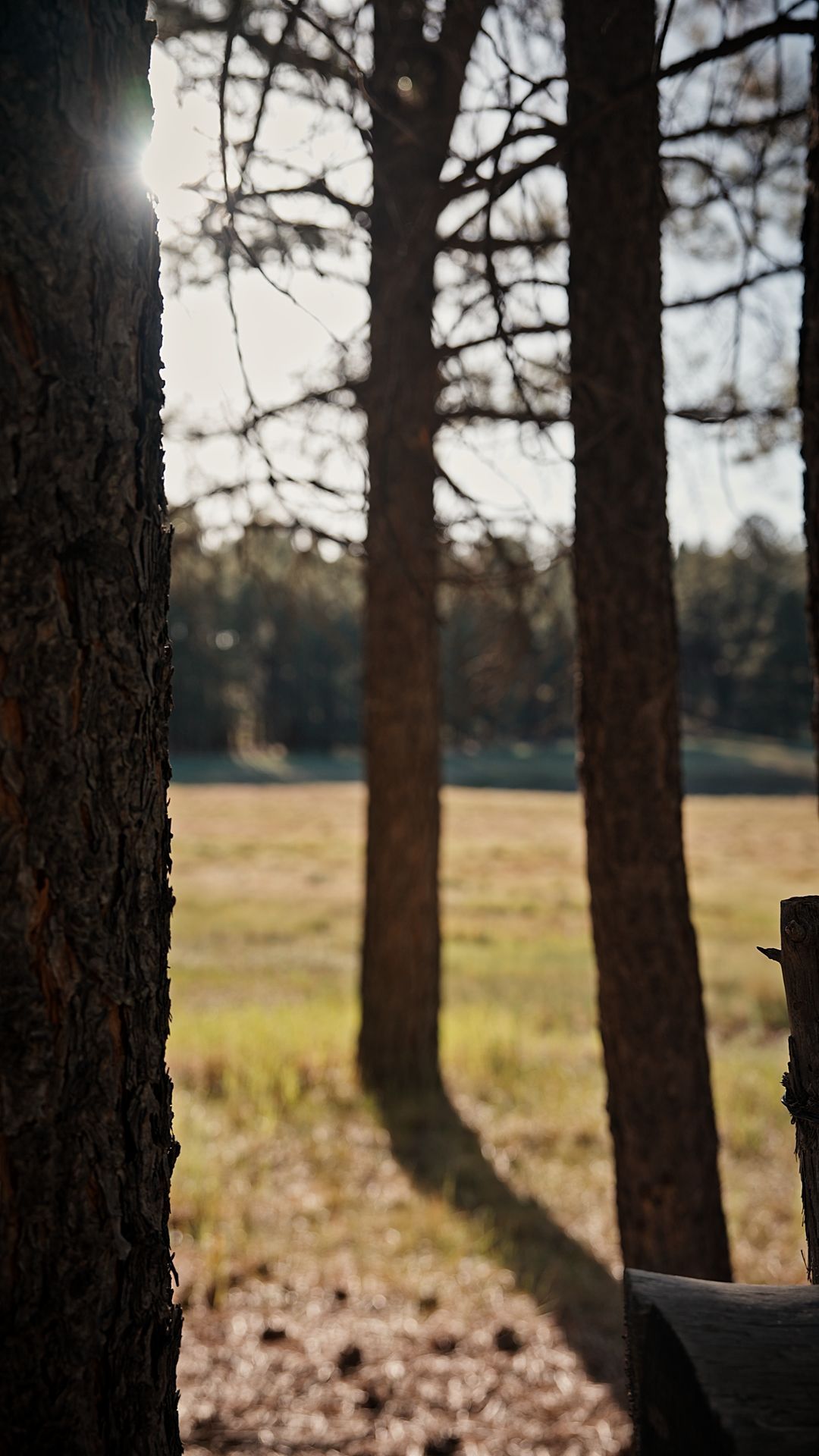 Sunlit park with tall tree trunks casting long shadows across a grassy field