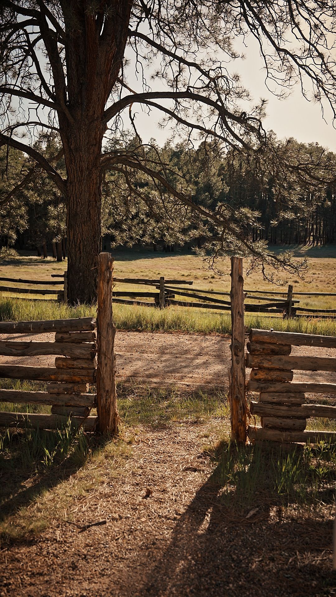 Rustic wooden gate opening to a sunlit grassy field with trees in the background