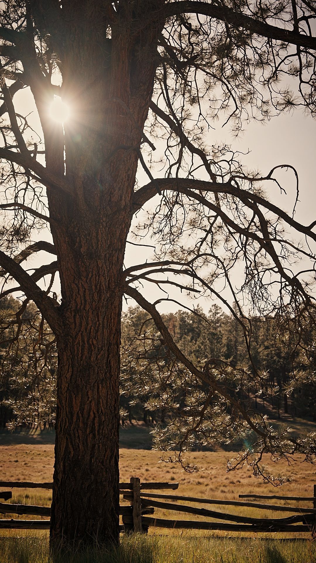 Sunlit tree in a field beside a wooden fence, with bare branches silhouetted against the sky.