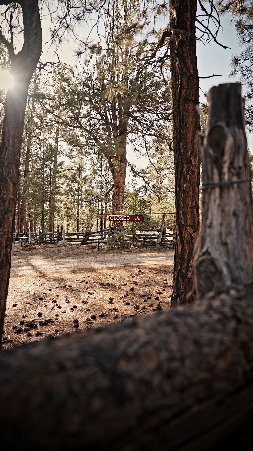 Sunlit forest with tall pine trees and a wooden fence in the foreground