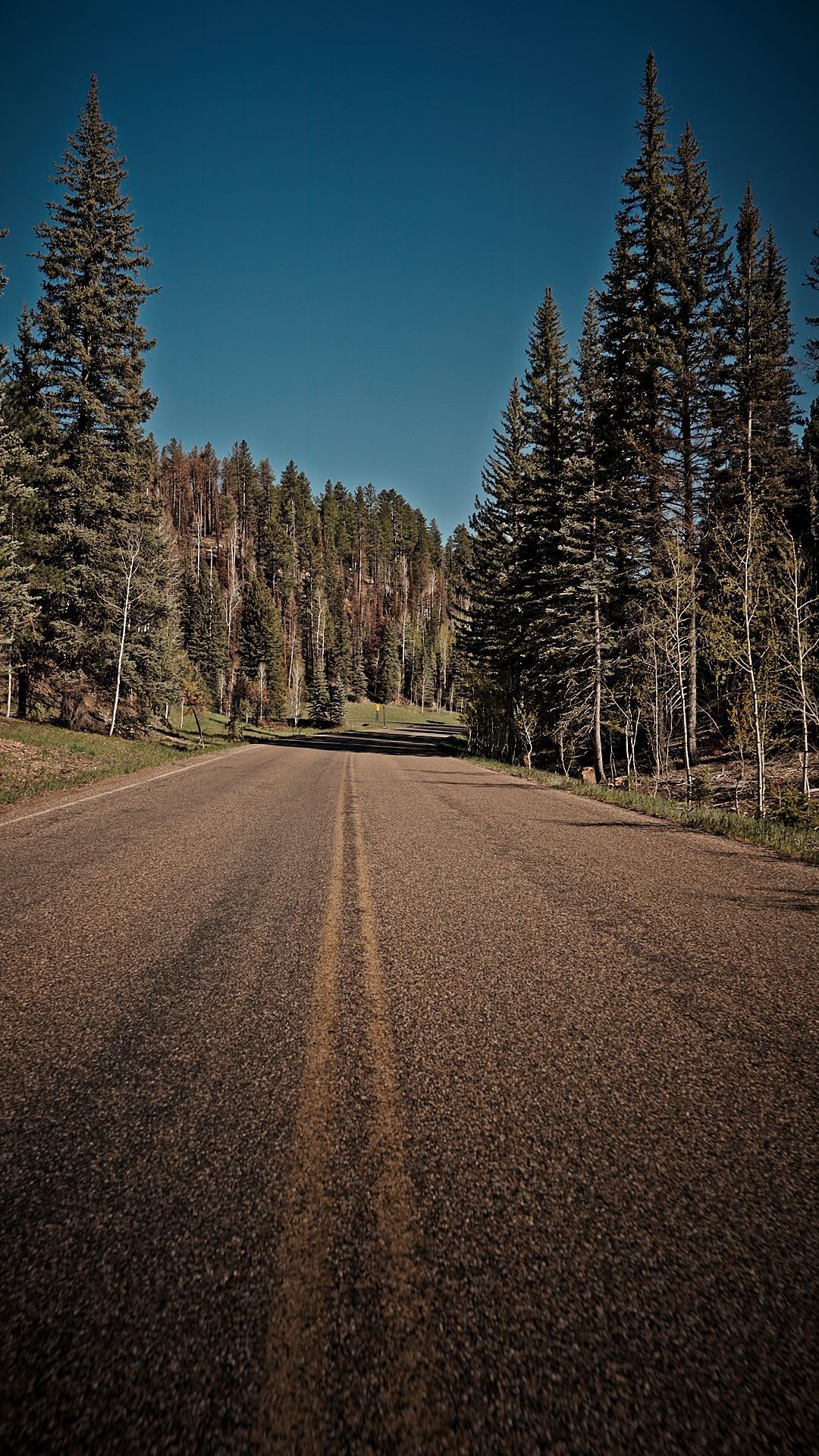Gravel road through a pine forest under a clear blue sky