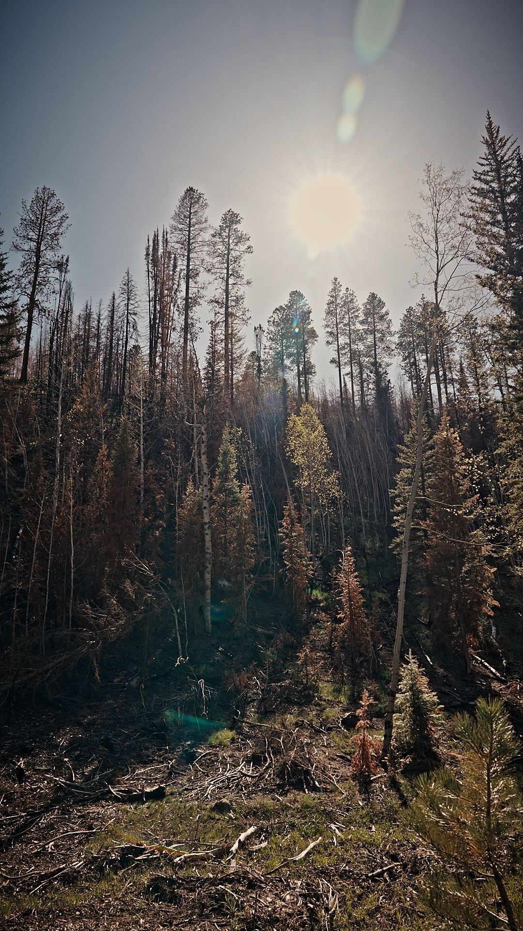 Sunlit forest hillside with tall bare trees and a bright sky