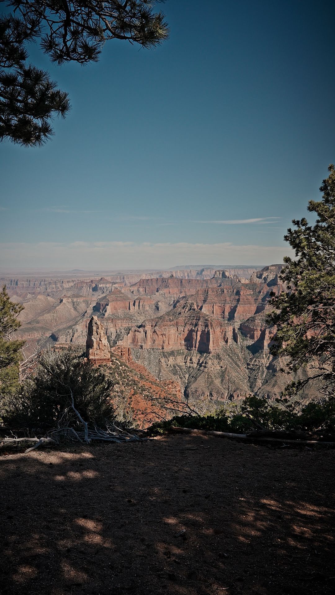 Grand Canyon vista with blue sky and rocky cliffs, framed by dark tree branches in the foreground