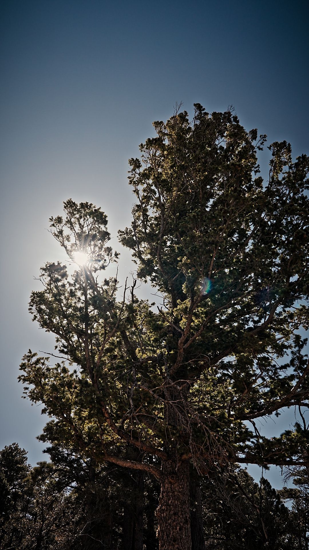Tall tree silhouetted against a bright sun in a clear blue sky at dusk