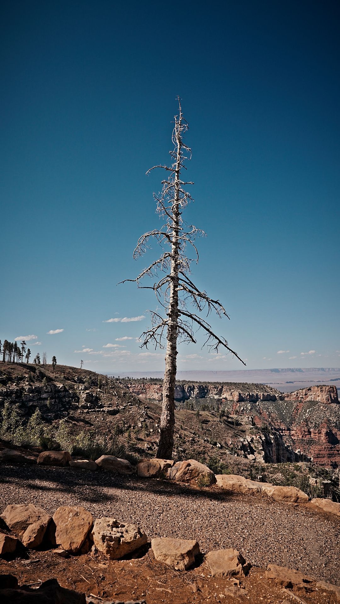 Tall, leafless tree on a rocky hillside overlooking a canyon under a clear blue sky.