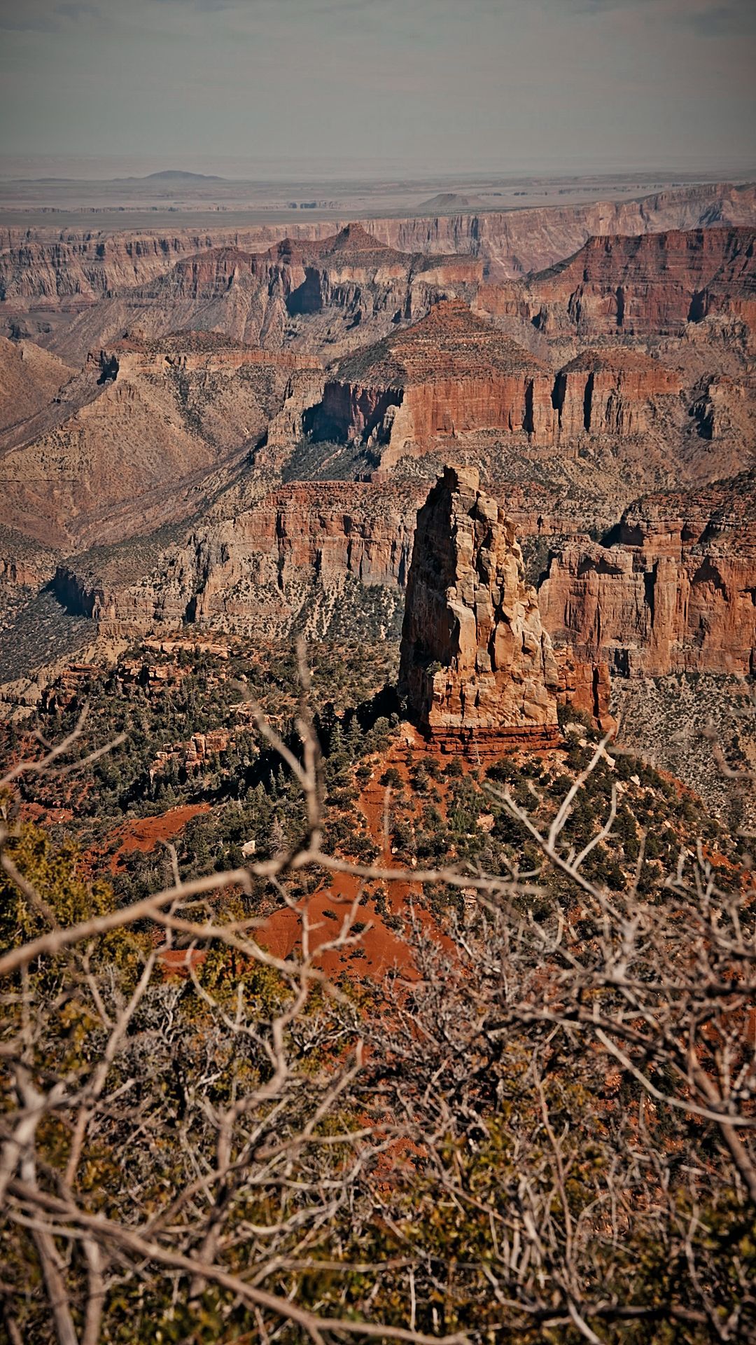 Rocky red canyon landscape with a deep valley and sparse dry shrubs in the foreground.