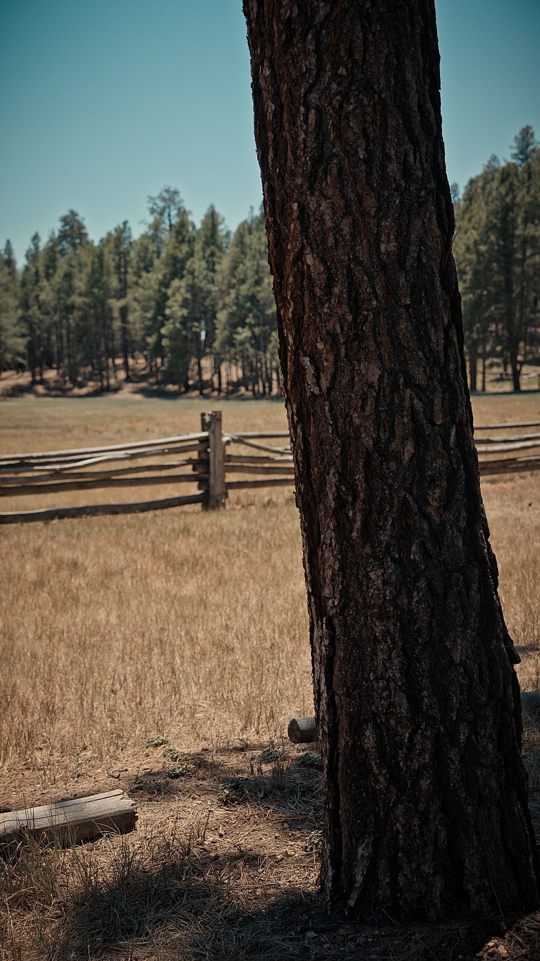 Dry grassy field with a wooden fence, pine trees in the distance, and a large tree trunk in the foreground.