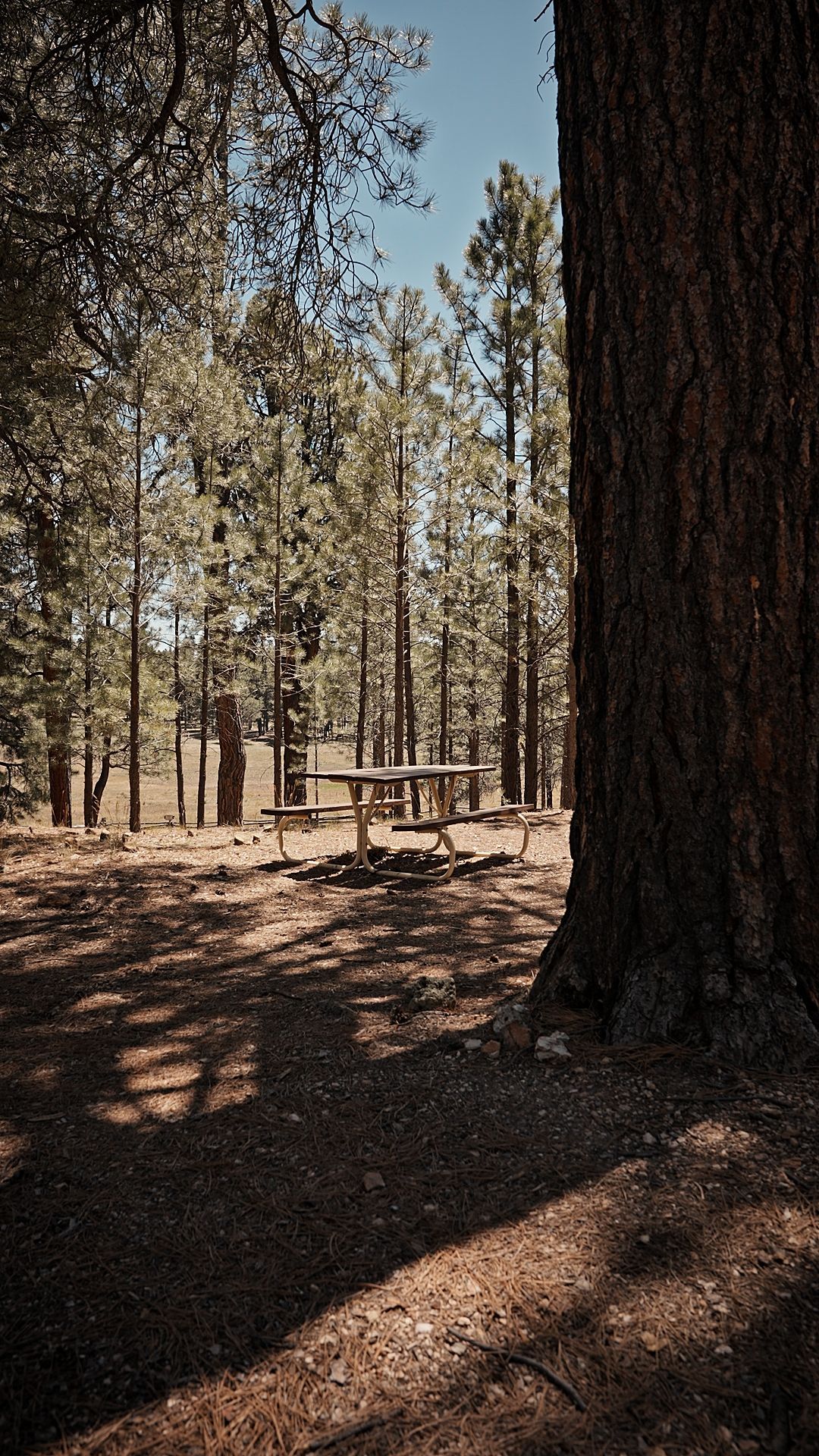 Picnic table over looking Jacob Lake's meadow. 