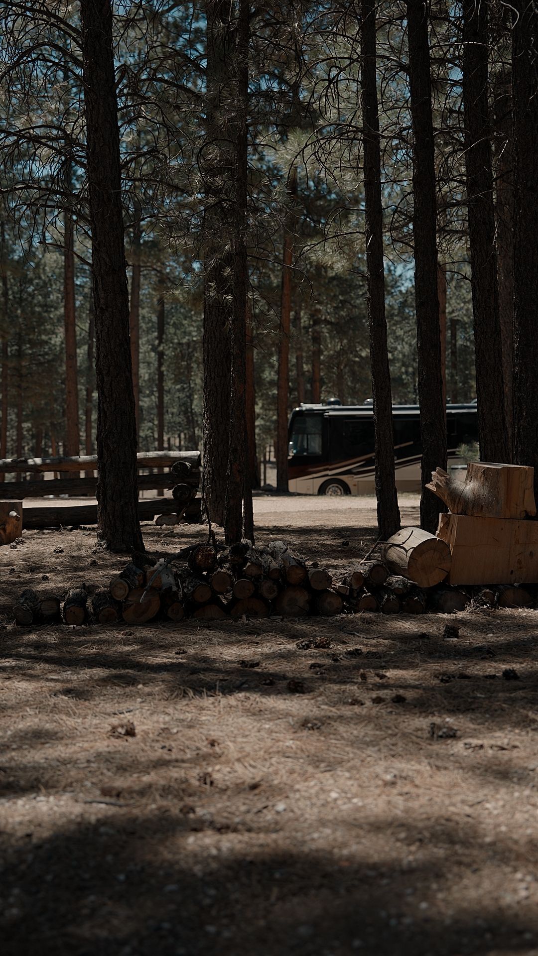 Forest campsite with tall trees, a parked trailer, and stacked firewood in the foreground.
