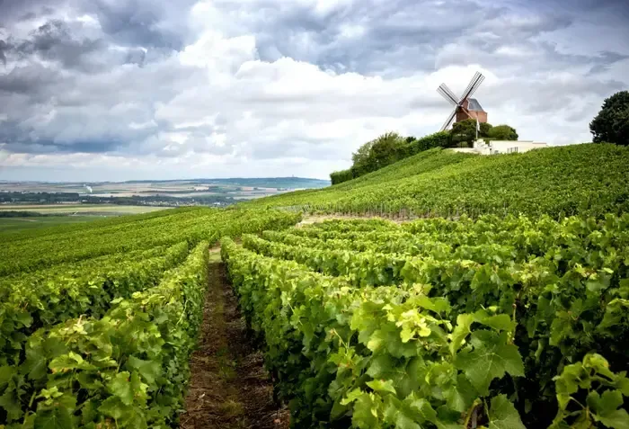 Un moulin à vent est assis au sommet d'une colline au milieu d'un vignoble.