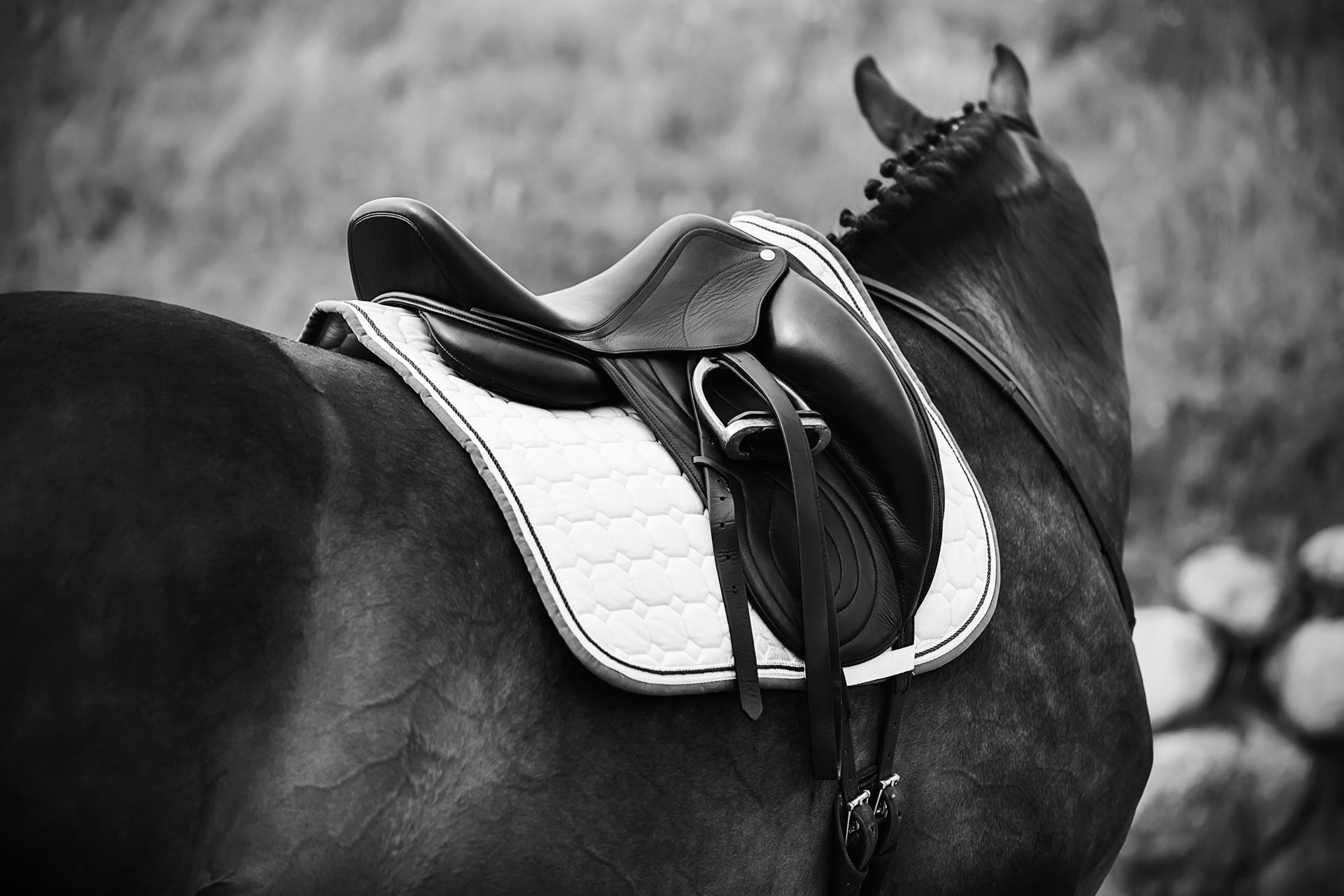 Horse with saddle, in black and white, outdoors.