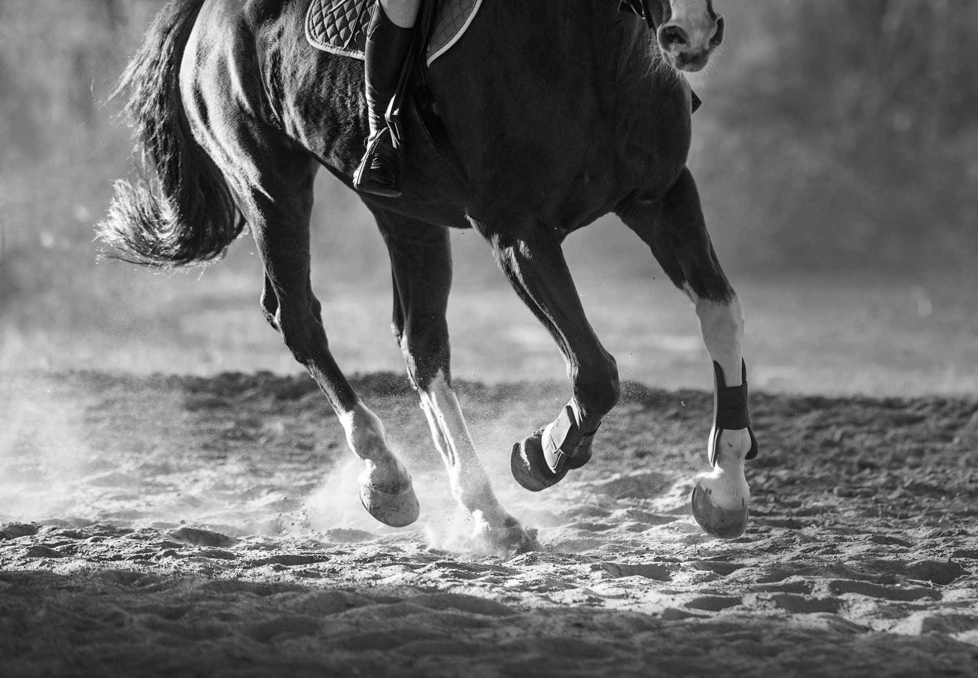 Horse galloping, hooves kicking up dust in a ring.