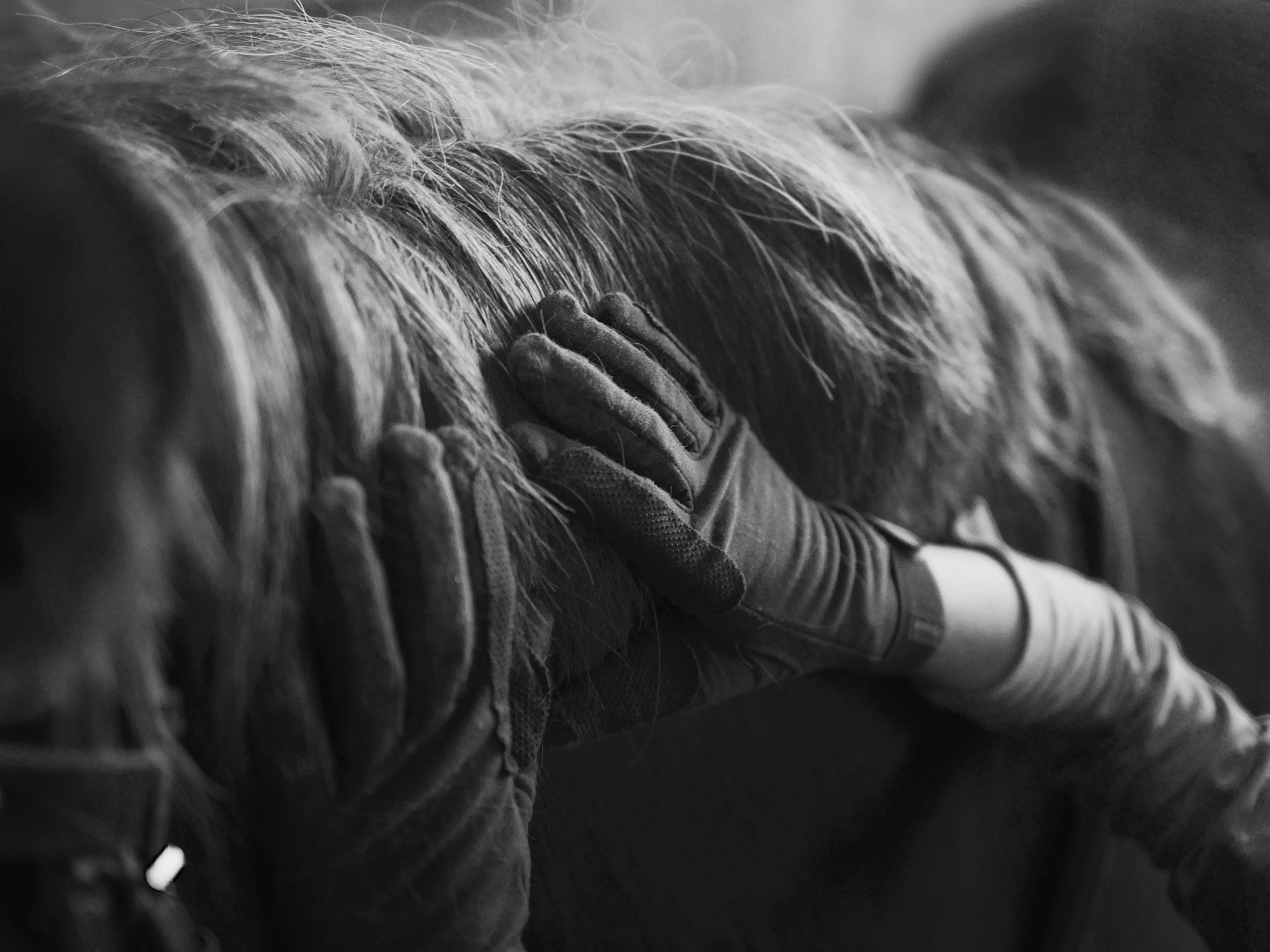 Hands in gloves stroking the long mane of a horse. Black and white.