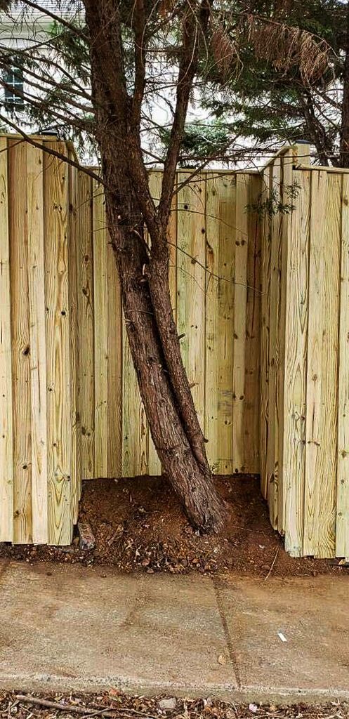 A tree grows through a wooden fence on a sidewalk.