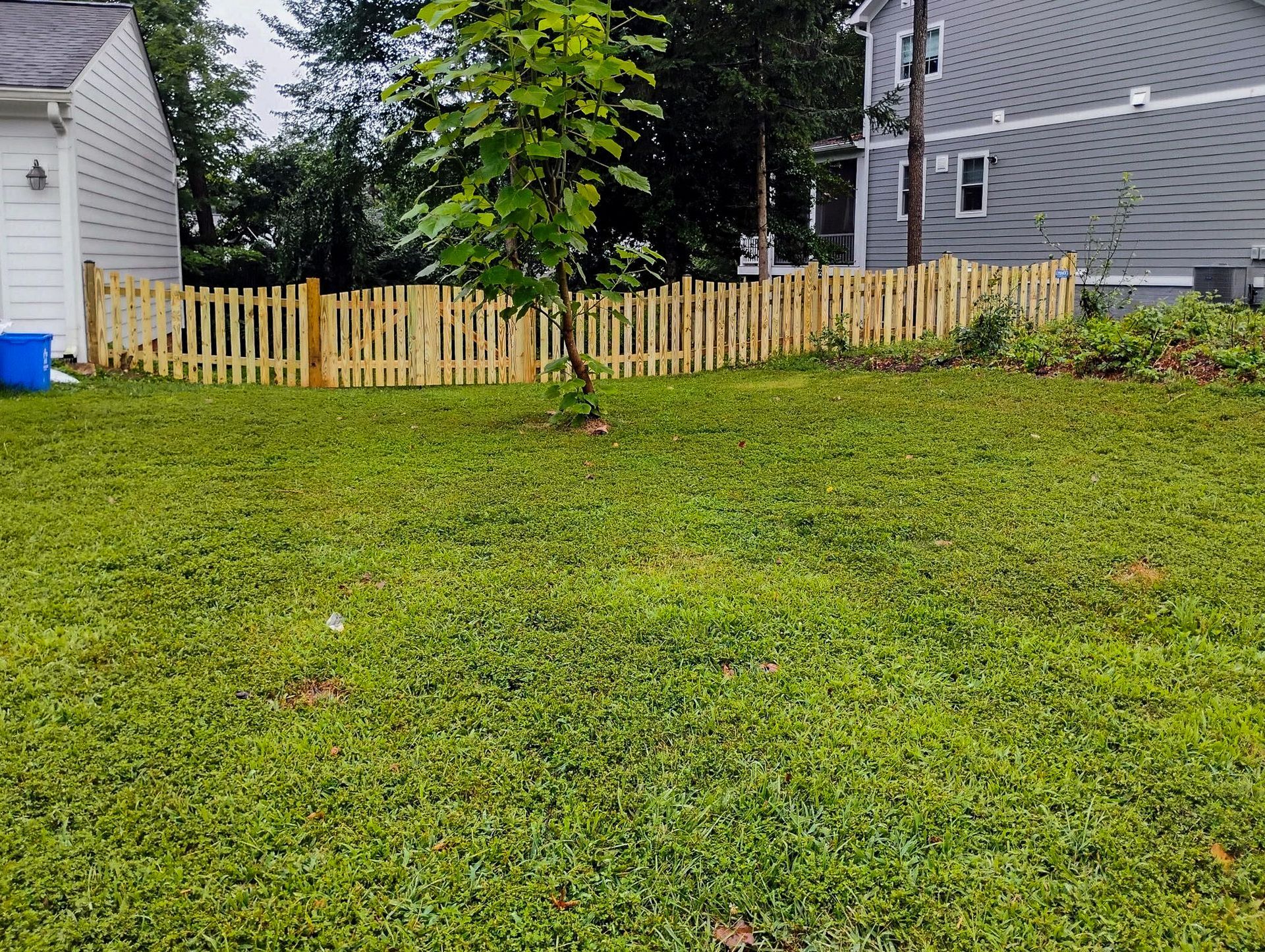 Lawn with a wooden picket fence, a small tree, and houses in the background. Green grass fills the frame.