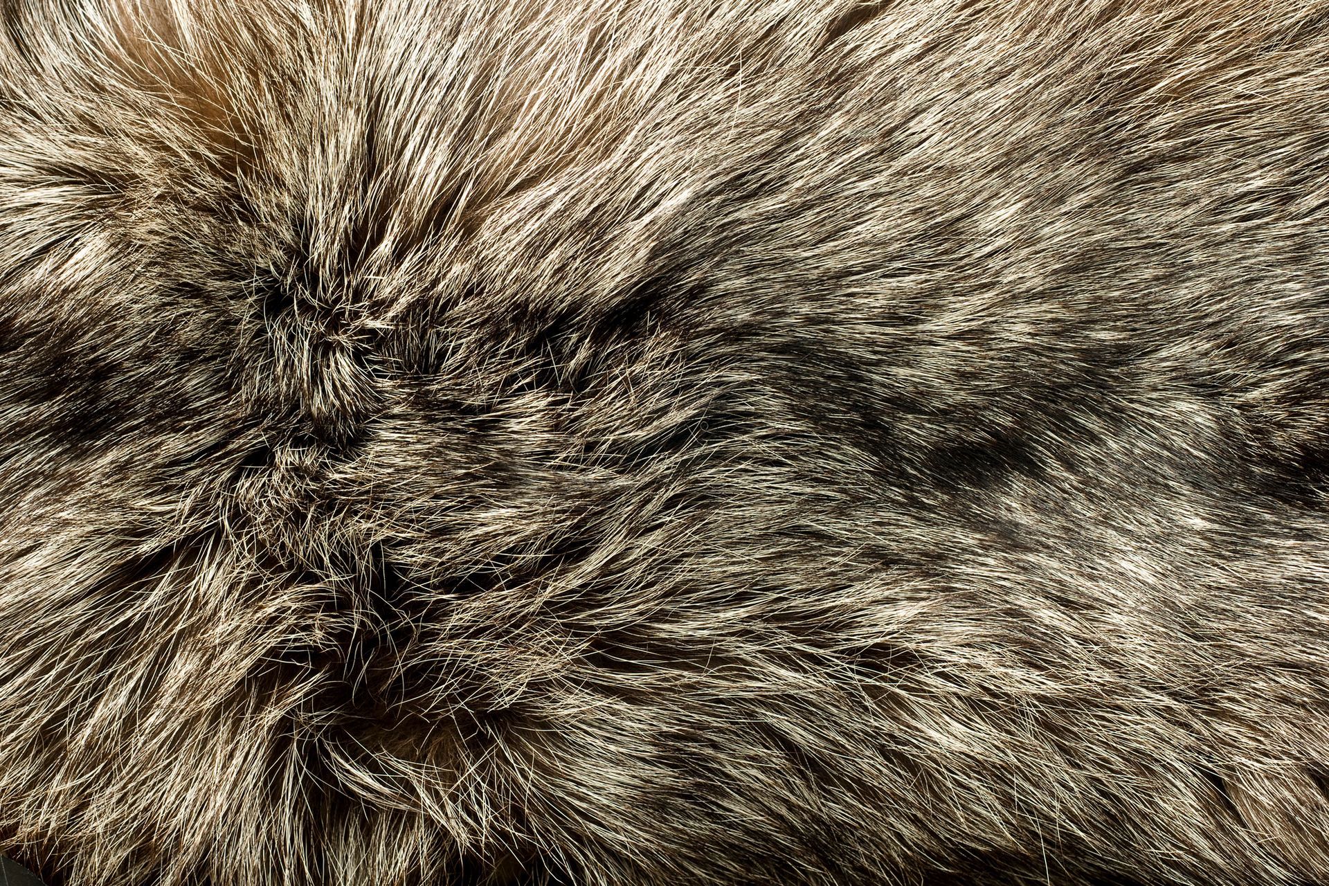 Fur Coats in St Petersburg, FL