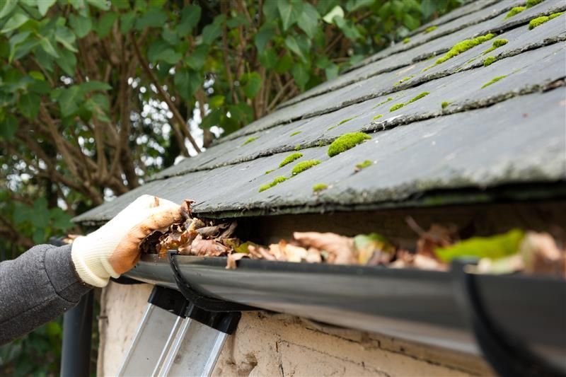 A person wearing a glove cleans debris and dry leaves out of a black house gutter near a mossy slate roof.