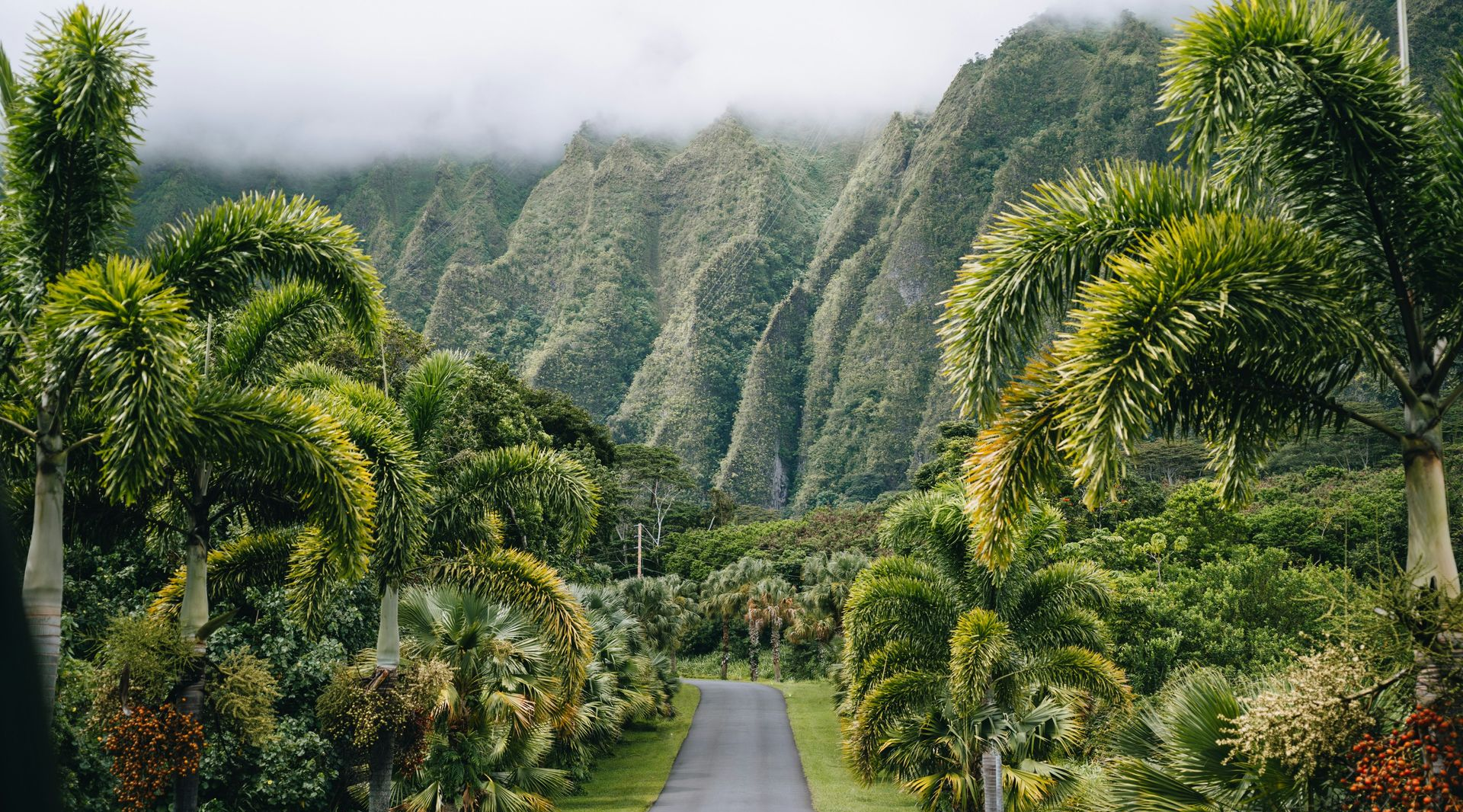 Lush tropical garden with a paved path leading toward misty green mountains