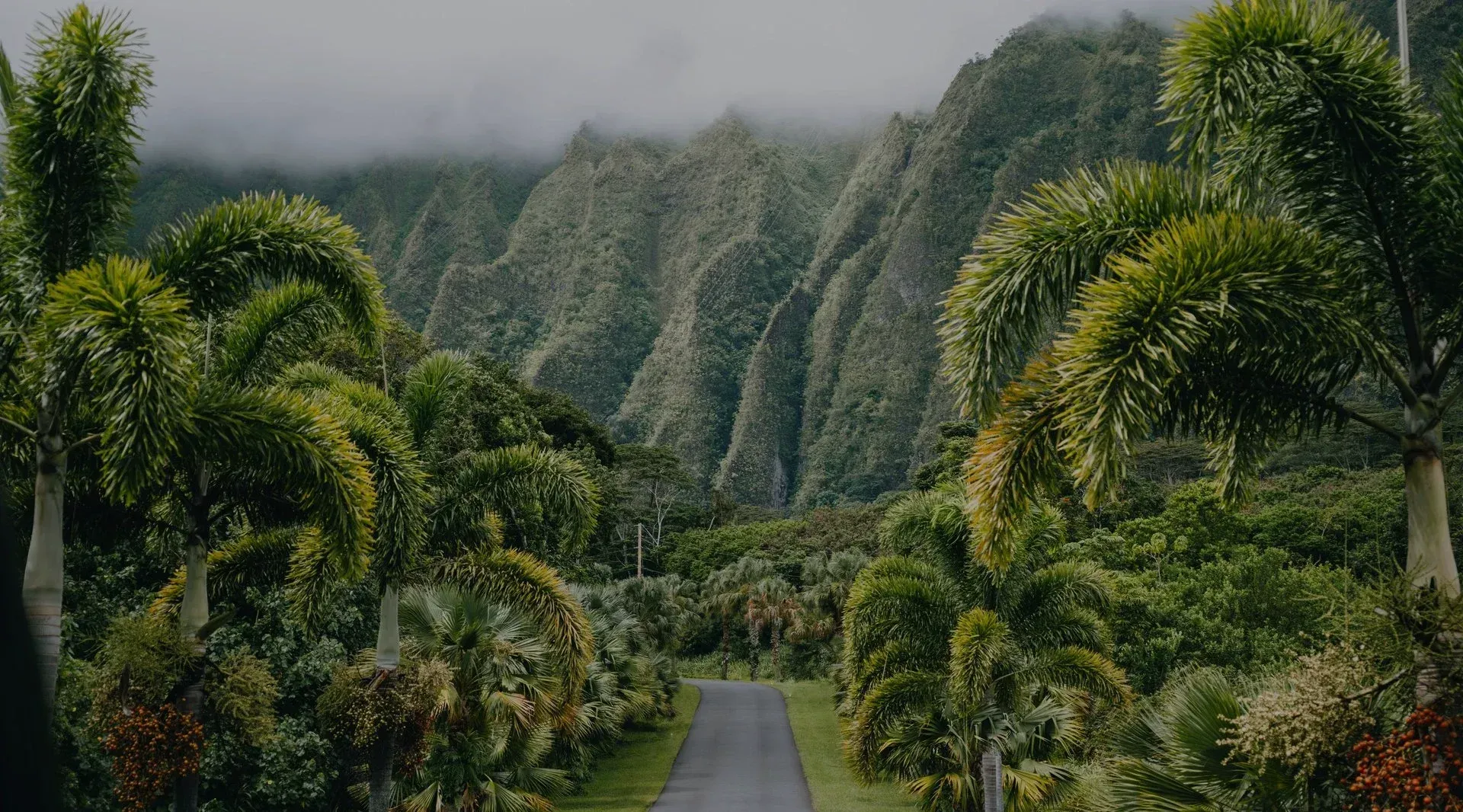 Lush tropical garden with a narrow path leading toward misty green mountains