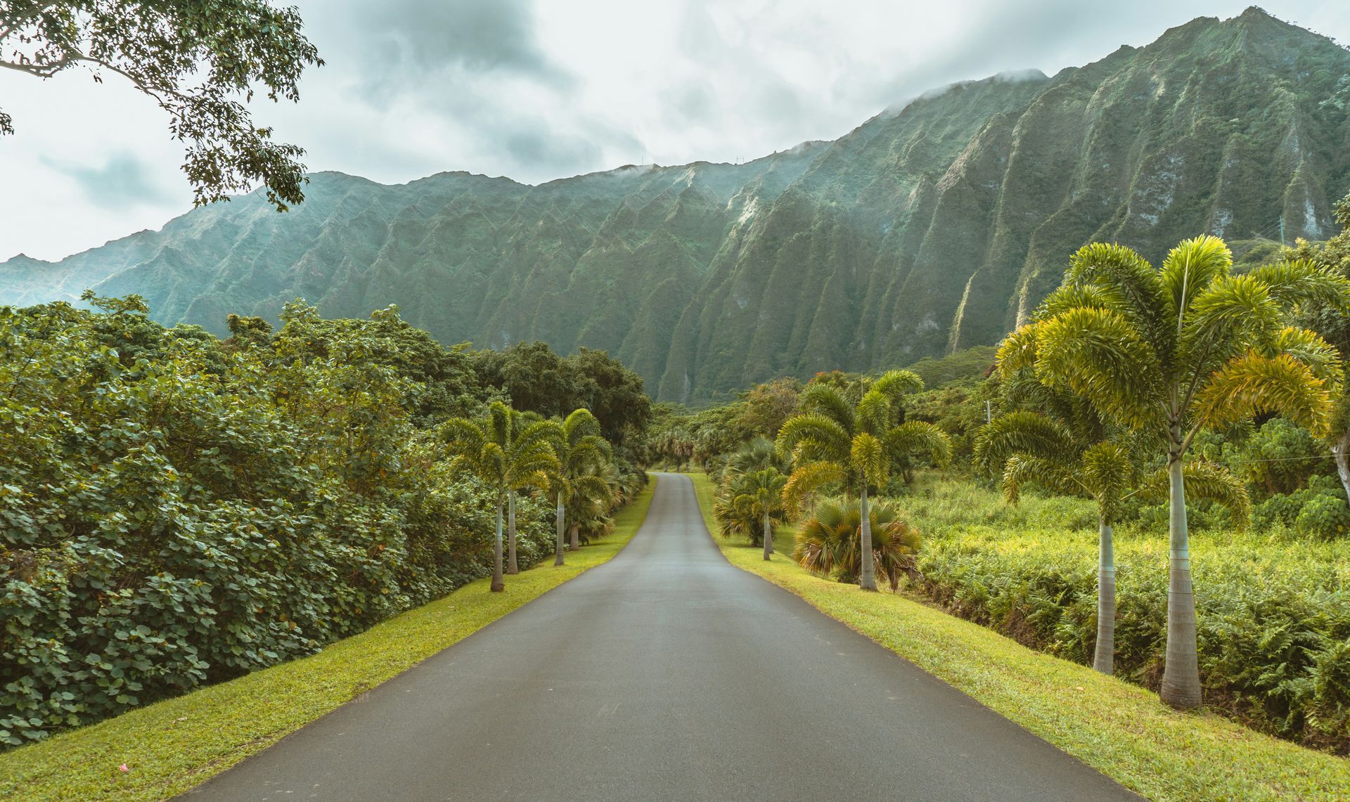 Winding road with palm trees and golden hour mountains in the background