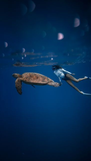 A snorkeler swimming beside a green sea turtle over an Oahu reef