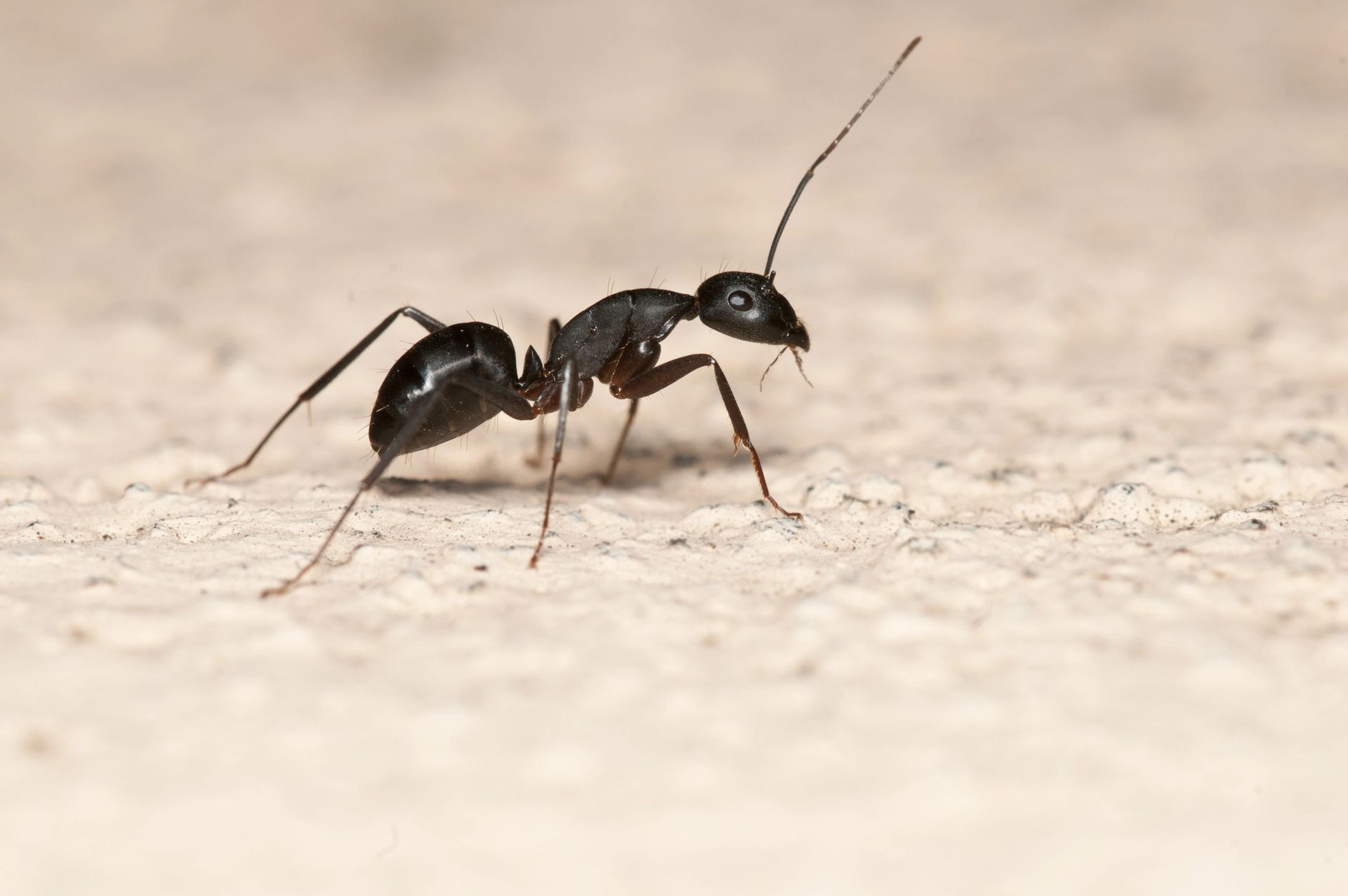Ant Control in Belleville, NJ Ant Control in Belleville, NJ