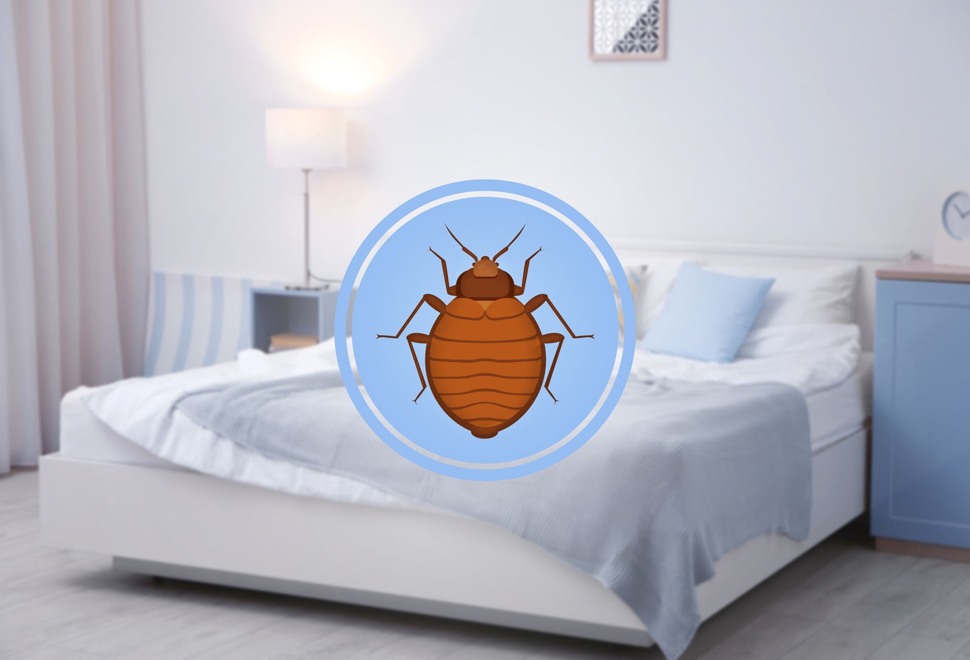 Bed Bug Control in Belleville, NJ Bed Bug Control in Belleville, NJ